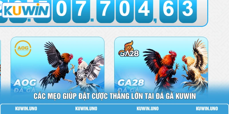 Các mẹo giúp đặt cược thắng lớn tại đá gà KUWIN