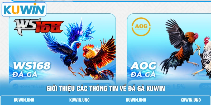 Giới thiệu các thông tin về đá gà KUWIN
